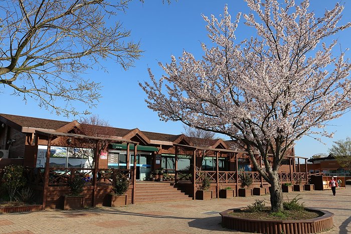 쉼터 건물 사진이며, 건물앞 벚꽃이 펴 있는 모습이다.